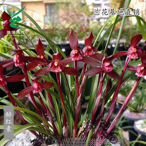 翁源兰花春兰醉红素老种带花浓香