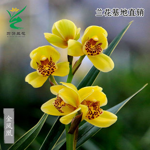 翁源兰花喜花里正品春兰金边金凤凰带花浓香型新手好易养室内盆栽