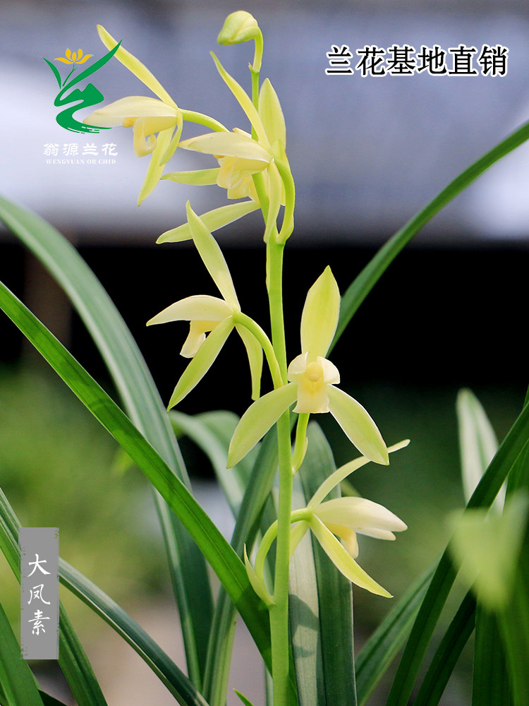 四季建兰浓香新手好养兰花苗大凤素室内阳台绿植花卉盆栽当年开花