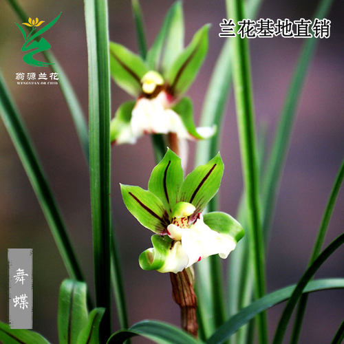 翁源兰花春兰奇花舞蝶带花浓香型