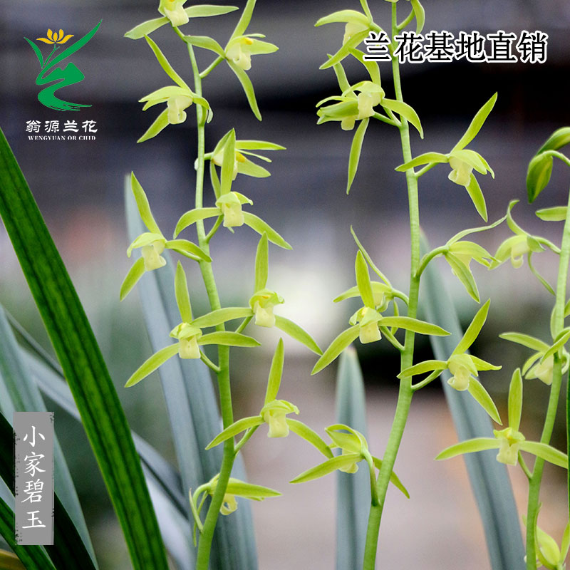 老种墨兰小家碧玉带花浓香好养花