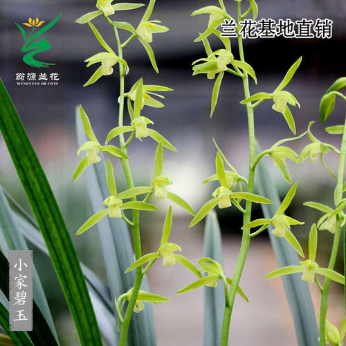翁源兰花小家碧玉浓香型带花好养