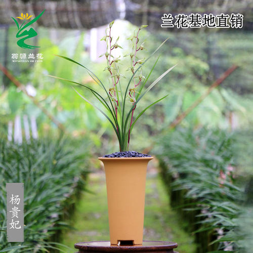 高端寒兰杨贵妃细叶老种带花浓香