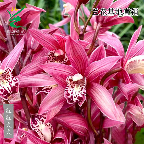 翁源兰花大花蕙兰红红火火好养香