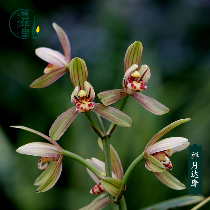 四季建兰铭品禅月达摩带花浓香型