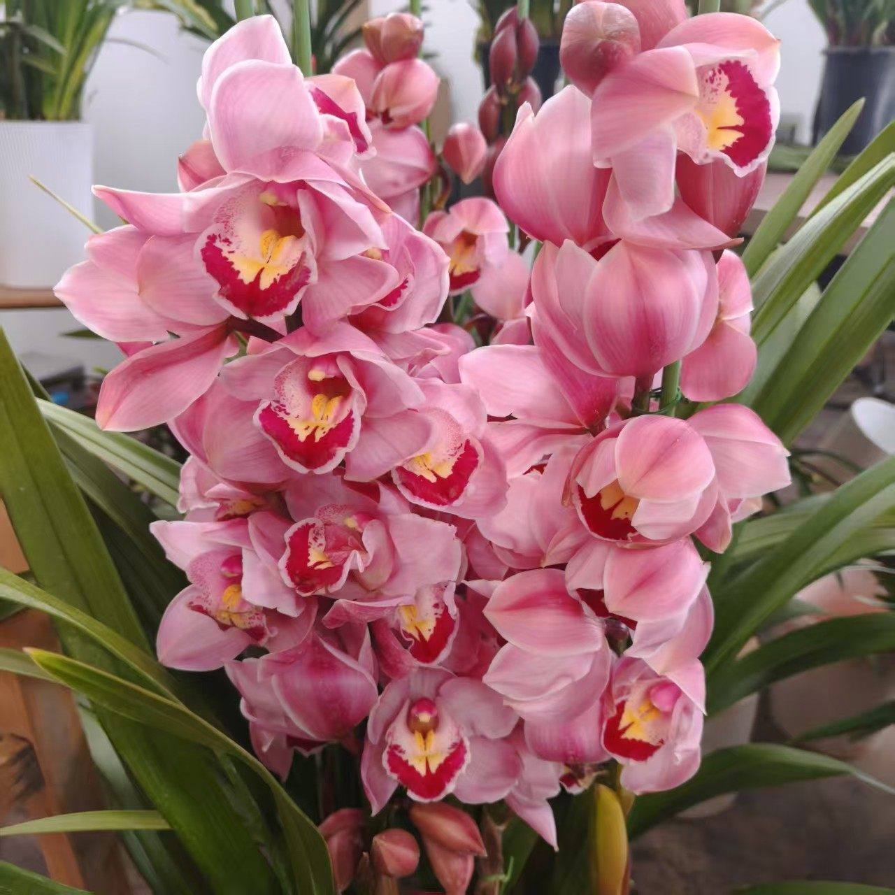 翁源兰花大花蕙兰年宵花福星金玉满堂带花苞室内阳台花卉绿植盆栽,鲜花速递/花卉仿真/绿植园艺,国兰/杂交兰/洋兰类,淘宝优惠券,粉丝福利购,淘宝优惠卷