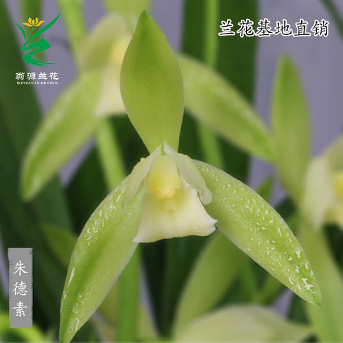 翁源兰花建兰朱德素大荷素带花香
