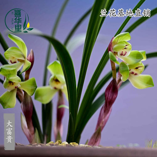 翁源兰花春兰荷瓣大富贵浓香好养
