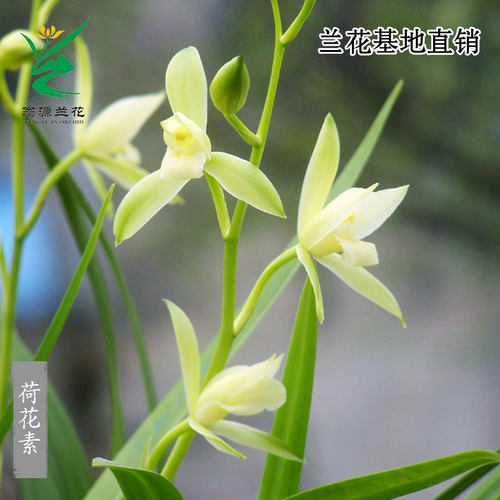 四季建兰荷花素心室内好养浓香型