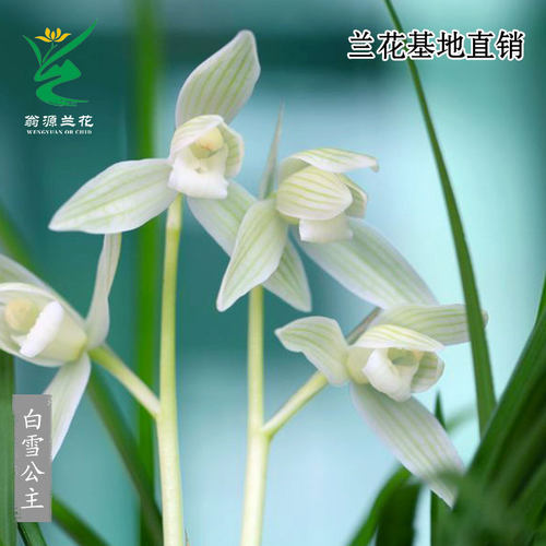 高端老种莲瓣兰白雪公主带花浓香