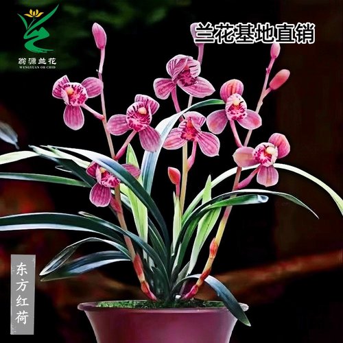 翁源兰花四季建兰东方红荷带花香