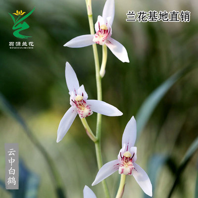 高端老种四季建兰云中白鹤带花香