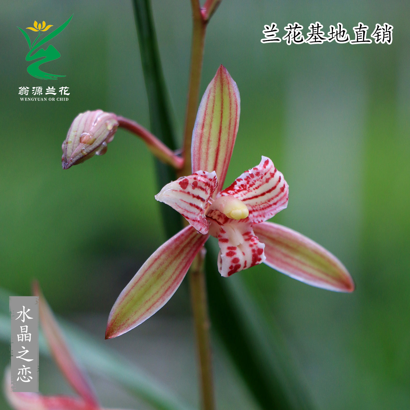 四季建兰红三星粉蝶花水晶之恋香