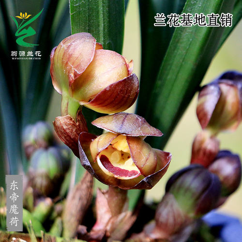 翁源兰花春兰东帝魔荷浓香型带花