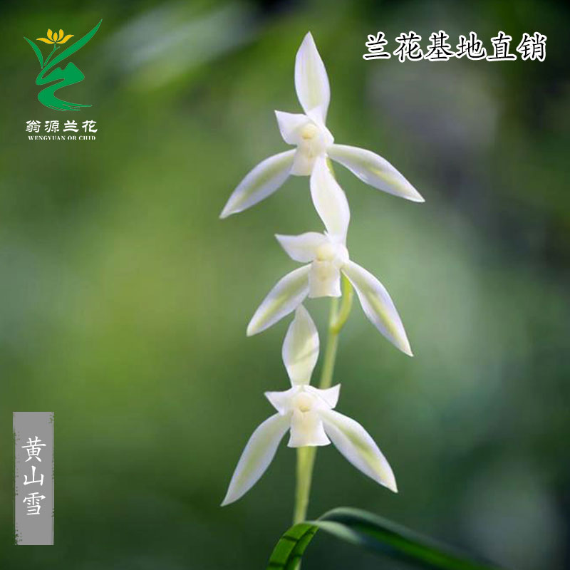 四季建兰黄山雪带花浓香好养盆栽