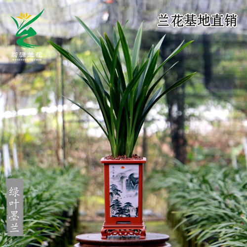 翁源兰花苗墨兰企黑精品带花浓香