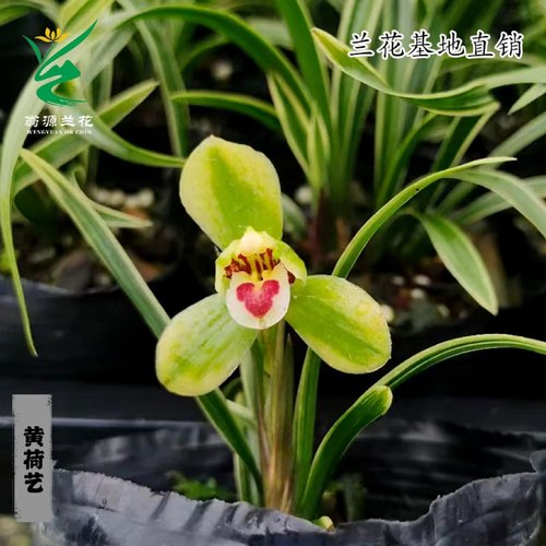 翁源兰花黄荷艺带金边浓香型带花