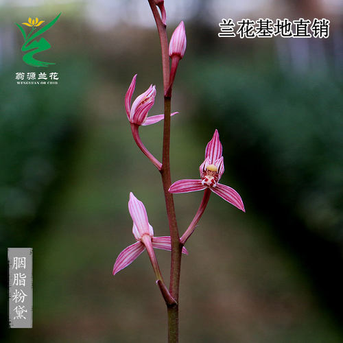 翁源兰花胭脂粉黛浓香型带花好养