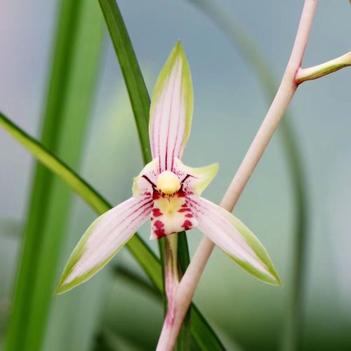 喜花里四季建兰高山春色好养浓香