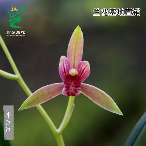 喜花里兰花苗四季建兰半江高端兰