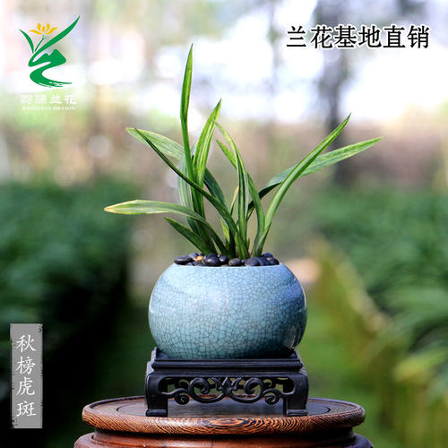 翁源兰花高端艺草秋榜虎斑荷瓣香