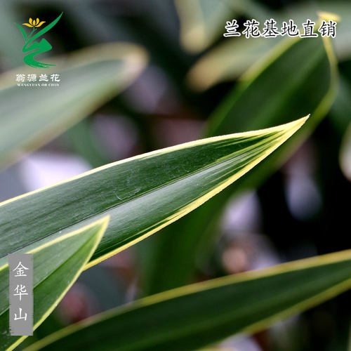 精品墨兰除甲醛好易养金边金华山