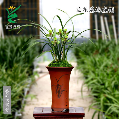 喜花里兰花苗开花浓香新手好养