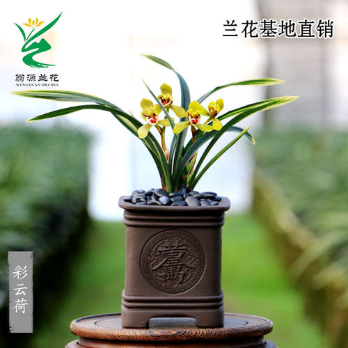 春兰名品彩云荷金边线艺花艺双全