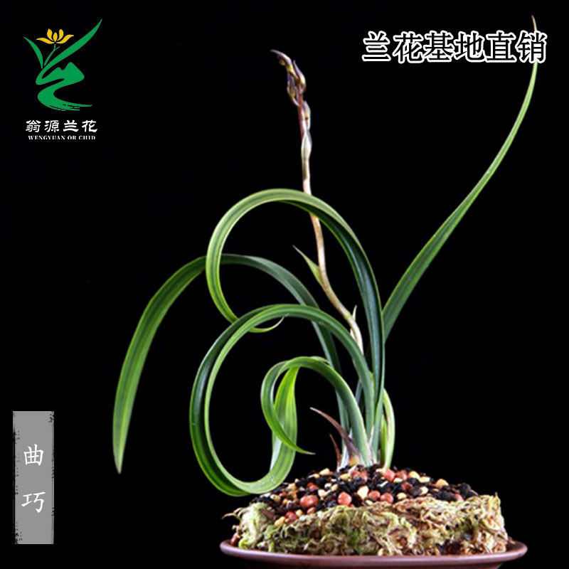 高端墨兰艺草曲巧正品带花好养香