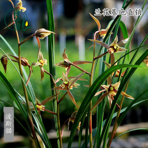 翁源兰花苗寒兰波斯猫带花浓香型