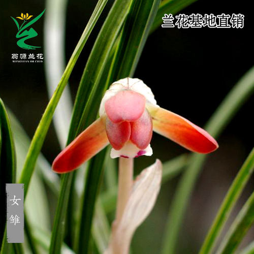 翁源兰花春兰女雏复色花老种浓香