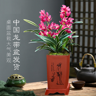 翁源兰花喜花里中国龙翠荷金兰金边新手好养桌面花卉带古风盆栽好