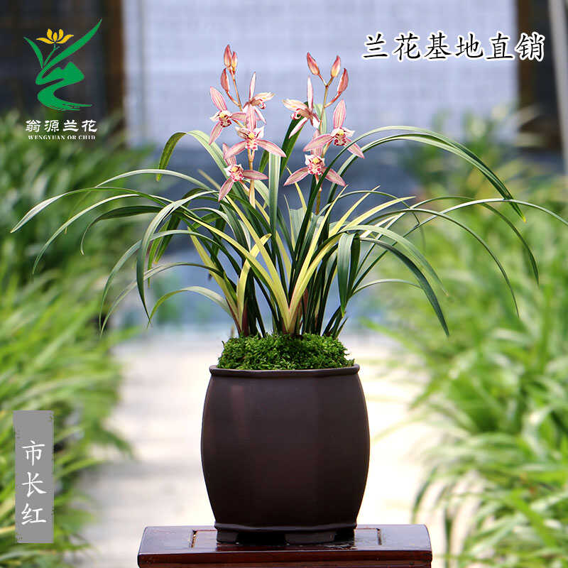 喜华里绿植花卉好养浓香