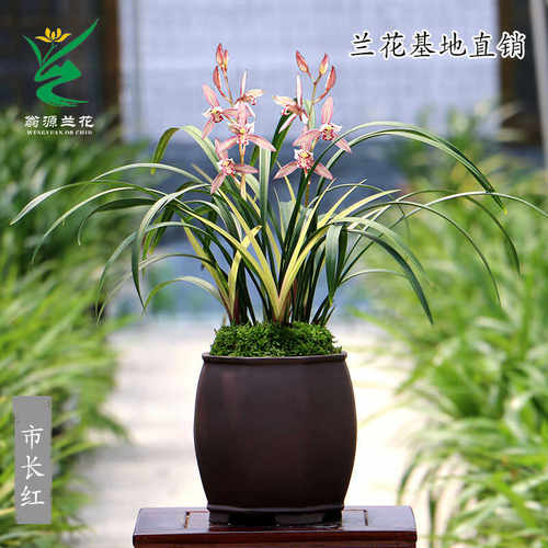 喜华里绿植花卉好养浓香
