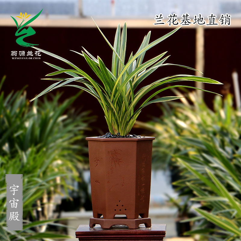 老种墨兰名品黄金宇宙殿高端艺草