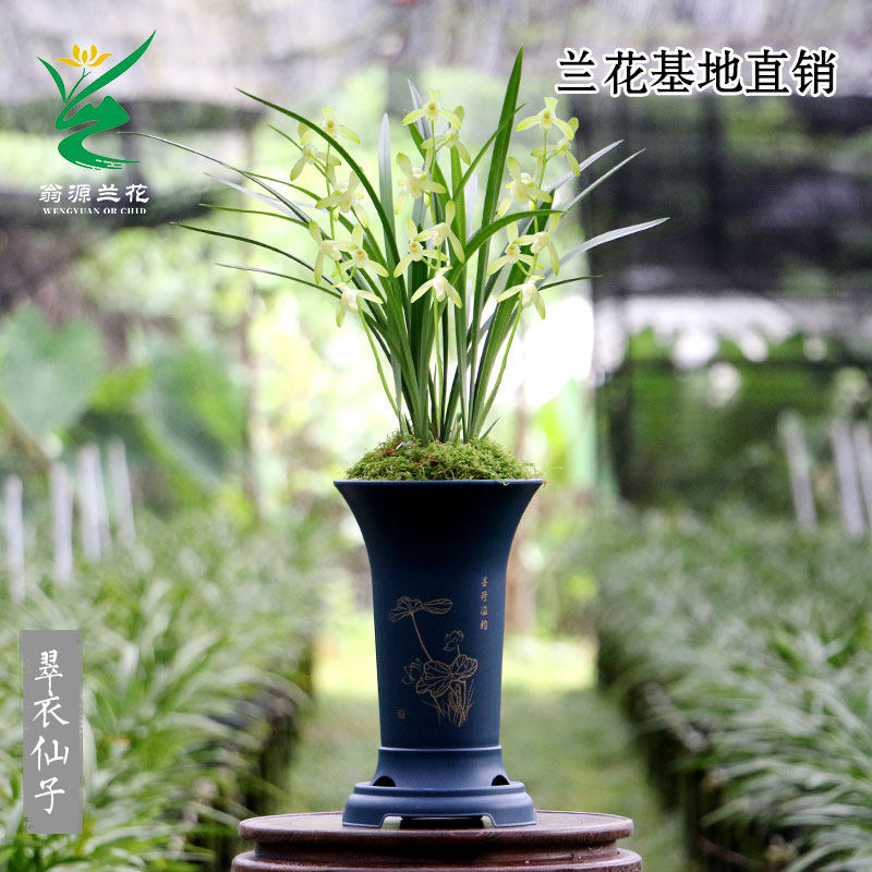 喜华里兰花四季建兰翠衣仙子小宫粉大凤素带花浓香好易养室内花卉
