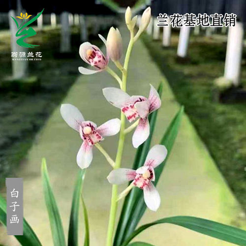 翁源兰花建兰白子画老种浓香带花