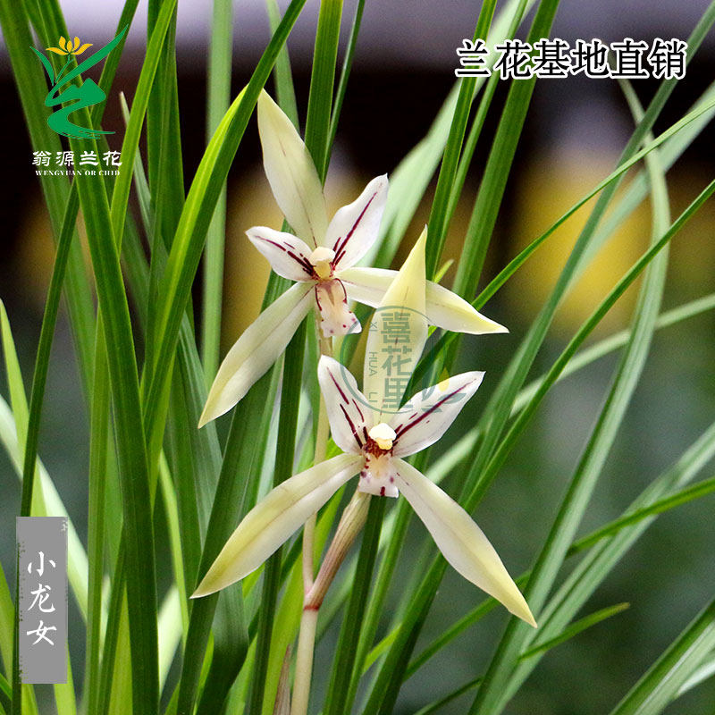 翁源兰花喜花里正品高端春兰小龙女彩素带花浓香好养室内绿植花卉,鲜花速递/花卉仿真/绿植园艺,国兰/杂交兰/洋兰类,淘宝优惠券,粉丝福利购,淘宝优惠卷