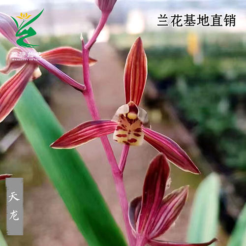 翁源兰花墨兰艺草天龙带花浓香型