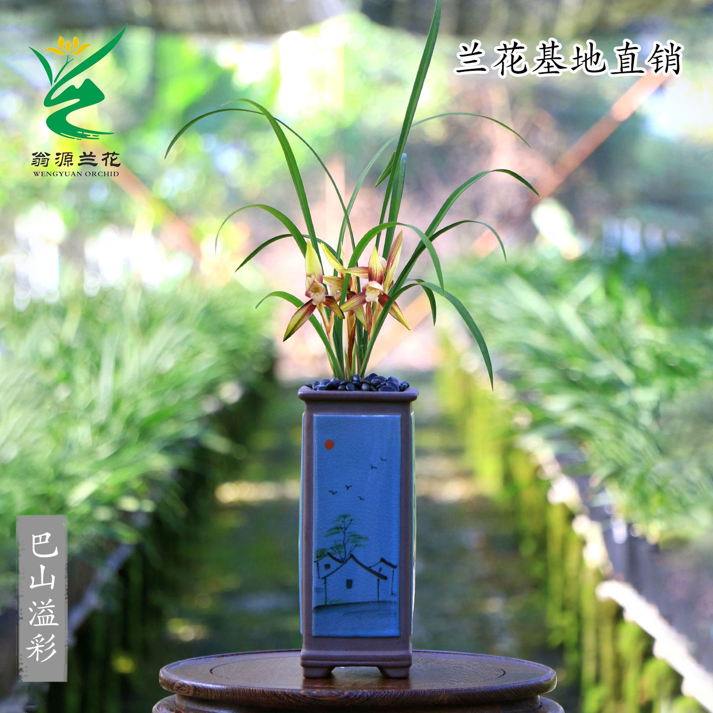 翁源喜花里兰花苗高端春兰巴山溢彩素老种宋梅带花浓香好养室内卉