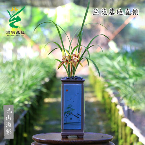 翁源兰花春兰巴山溢彩带花浓香型