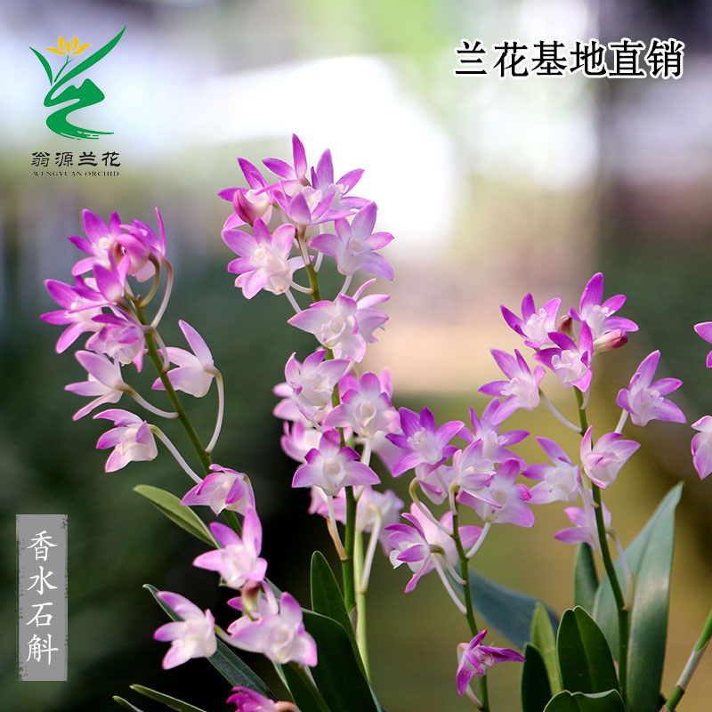 精品泼墨香水石斛兰紫云开花浓香