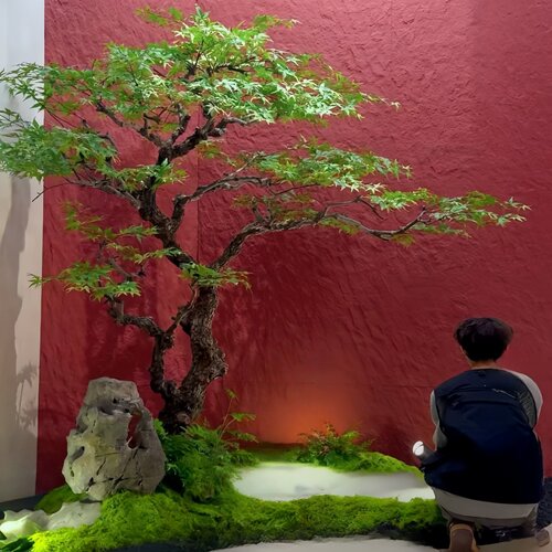 仿真鸡爪槭枯山水枫树景观绿植景