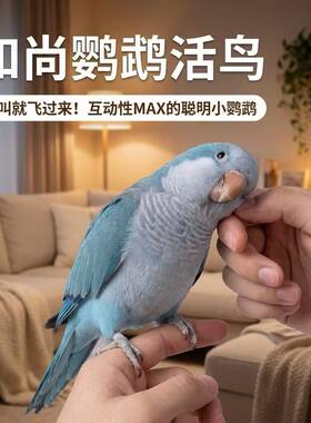 和尚鹦鹉半毛雏鸟活体成年鸟断奶有合法标识卡绿和尚蓝和尚幼鸟