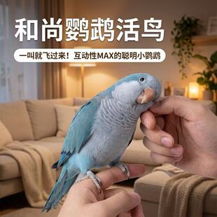 和尚鹦鹉半毛雏鸟活体成年鸟断奶有合法标识卡绿和尚蓝和尚幼鸟