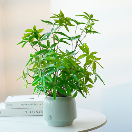 仿真绿植摆件发财树办公室桌面植物小型盆栽造景家居装饰仿生假花
