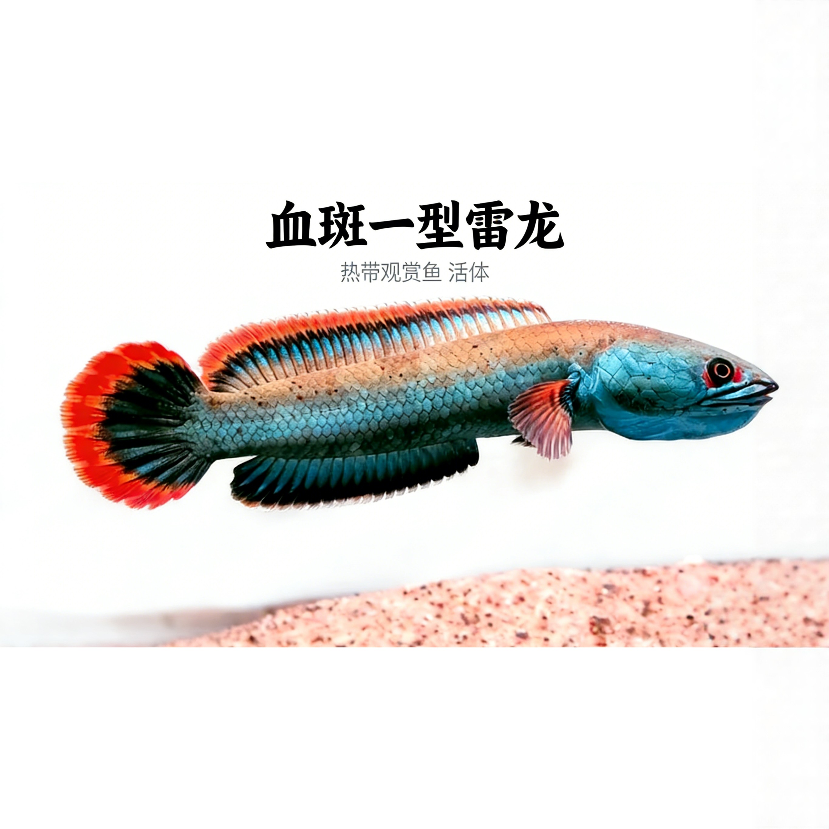 血斑一型雷龙鱼淡水热带品种独特红斑纹路辨识度高皮实耐活省心