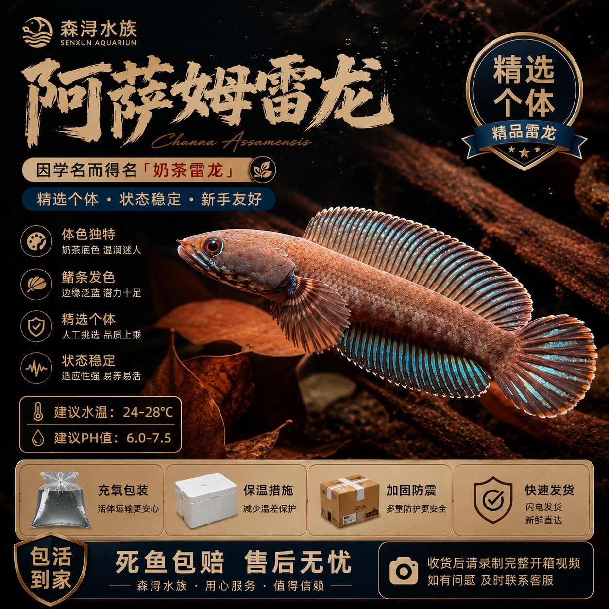 阿萨姆蓝帆雷龙活体新手好养