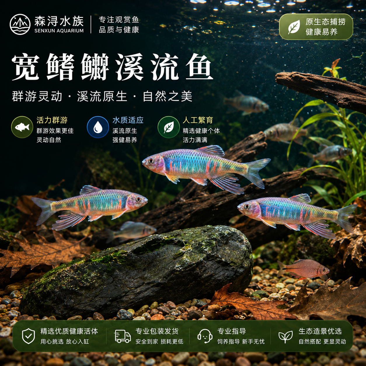 健壮宽鳍鱲成鱼活体原生淡水鱼抵抗力强冷水环境长期饲养观赏鱼