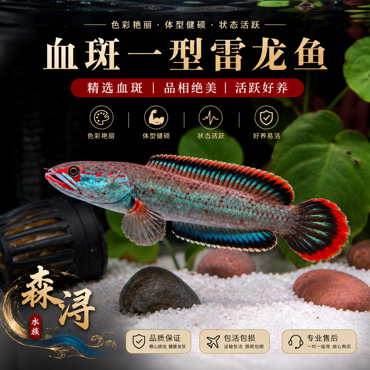 冰火雷龙血斑一型活体凶猛雷龙鱼易发色皮实好养热带淡水鱼现货